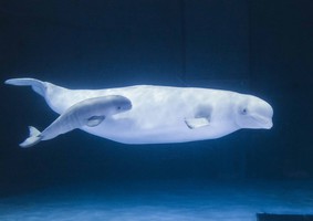 鴨川シーワールド　ベルーガの赤ちゃん誕生
